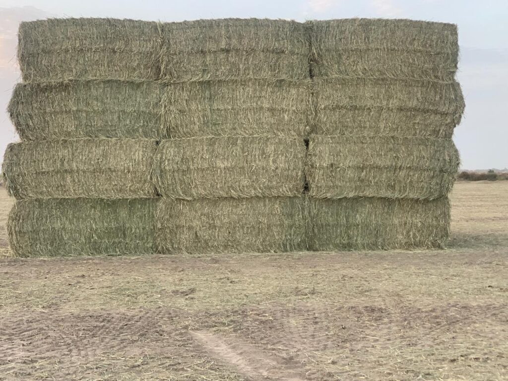 Fodder Trading Best Animal Feed Supplier UAE and GCC | Al Wasal Fodder Trading