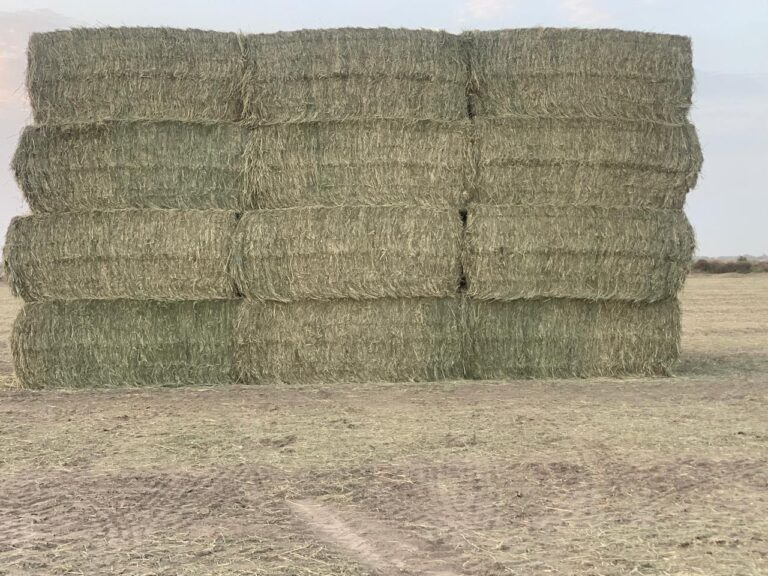 Best Rhodes Grass supplier UAE | Al Wasal Fodder UAE
